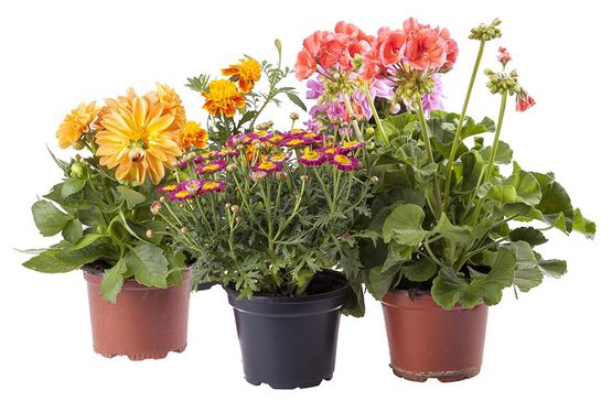 Frühlingsblumen